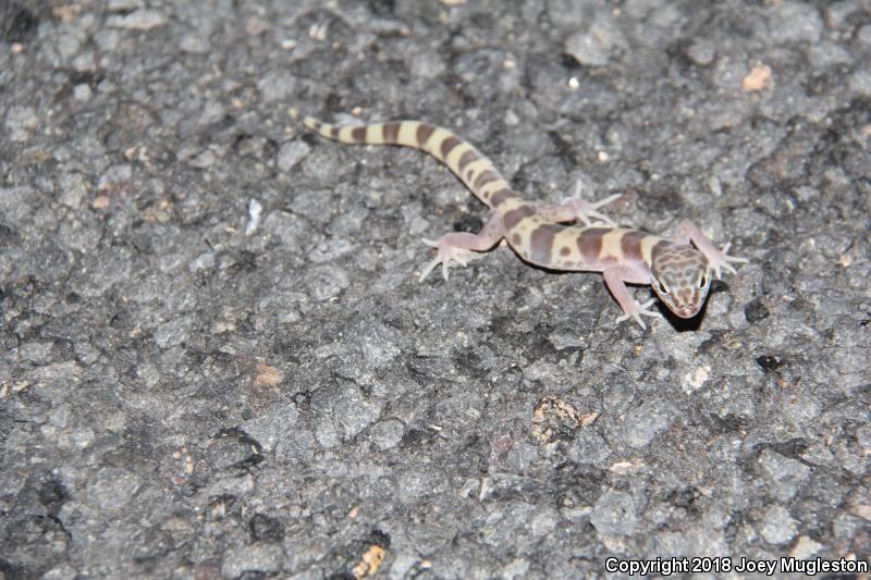 Utah Banded Gecko (Coleonyx variegatus utahensis)