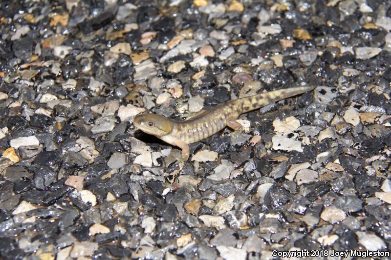 Arizona Tiger Salamander (Ambystoma mavortium nebulosum)