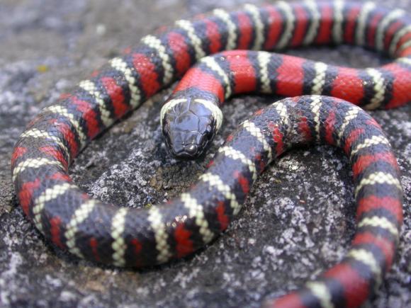 San Diego Mountain Kingsnake (Lampropeltis zonata pulchra)