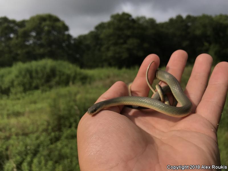 Eastern Smooth Greensnake (Opheodrys vernalis vernalis)