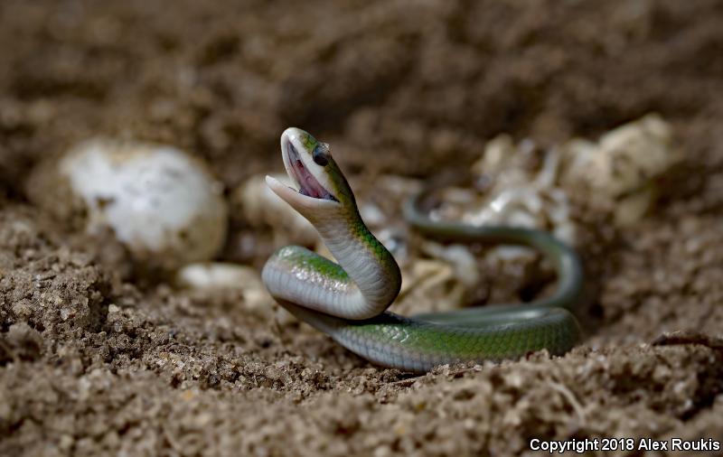 Eastern Smooth Greensnake (Opheodrys vernalis vernalis)