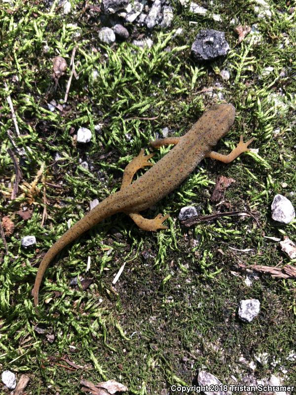 Central Newt (Notophthalmus viridescens louisianensis)