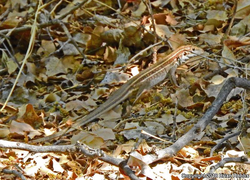 Gila Spotted Whiptail (Aspidoscelis flagellicauda)