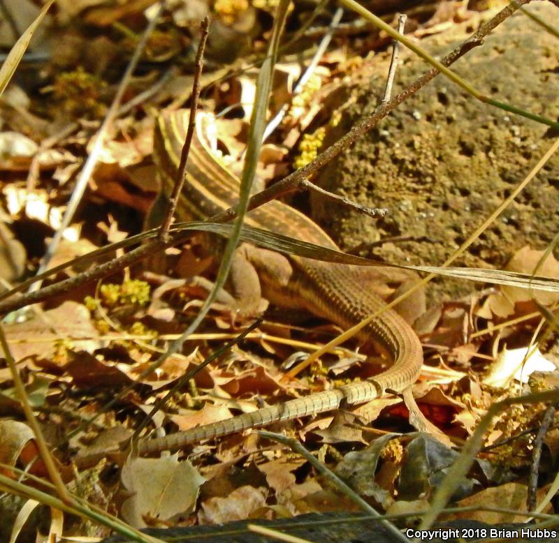 Gila Spotted Whiptail (Aspidoscelis flagellicauda)