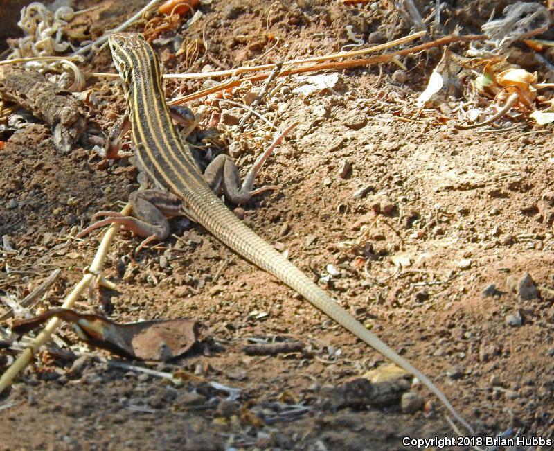 Gila Spotted Whiptail (Aspidoscelis flagellicauda)