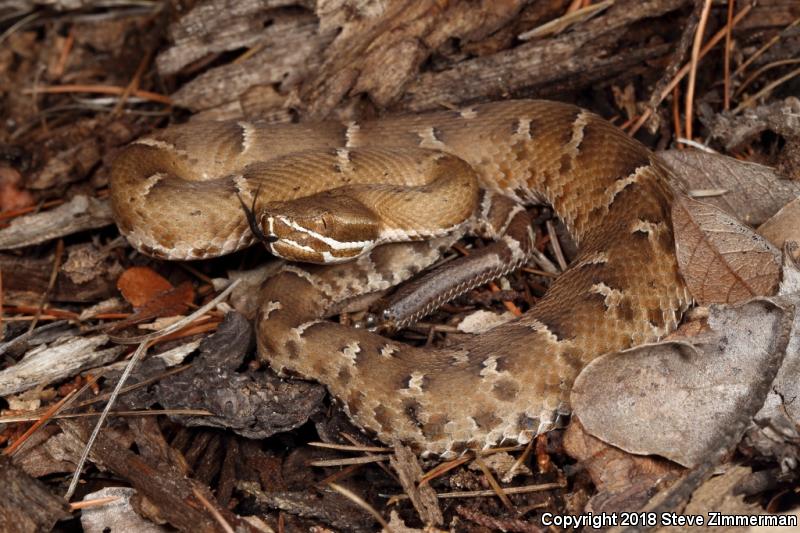 Arizona Ridge-nosed Rattlesnake (Crotalus willardi willardi)