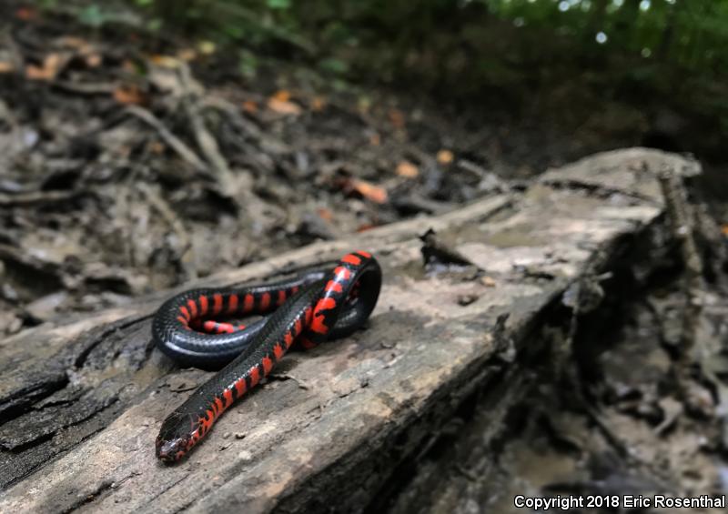 Red-bellied Mudsnake (Farancia abacura)