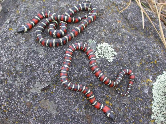 San Diego Mountain Kingsnake (Lampropeltis zonata pulchra)