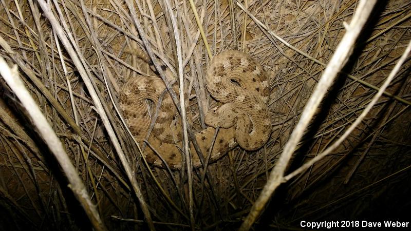 Sonoran Sidewinder (Crotalus cerastes cercobombus)