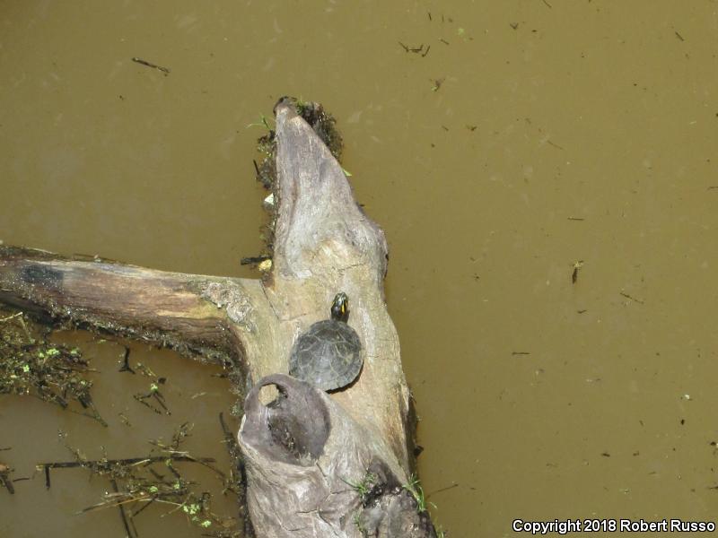 Eastern River Cooter (Pseudemys concinna concinna)