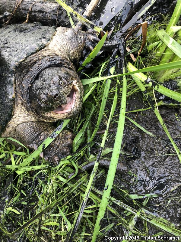 Eastern Snapping Turtle (Chelydra serpentina serpentina)