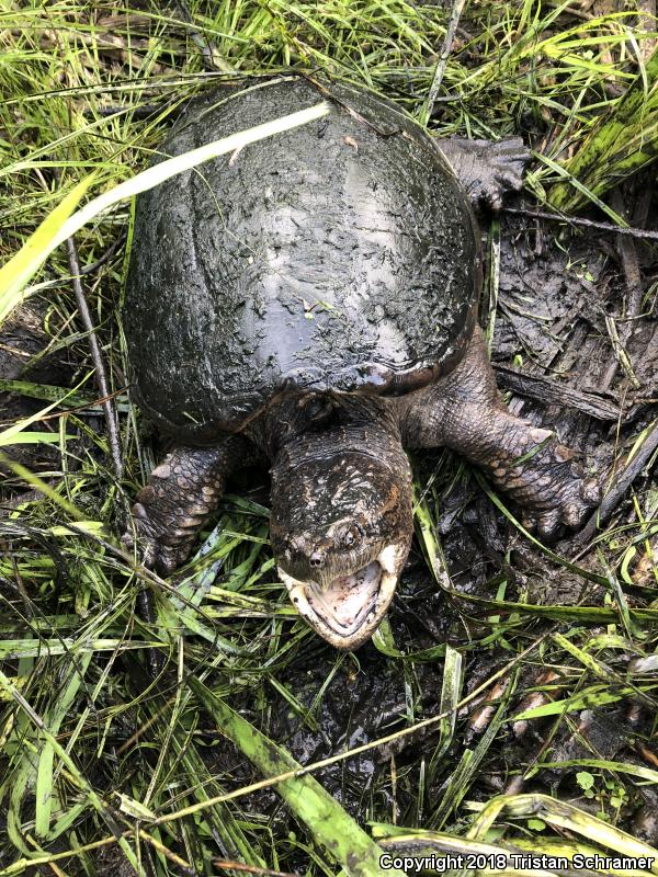 Eastern Snapping Turtle (Chelydra serpentina serpentina)