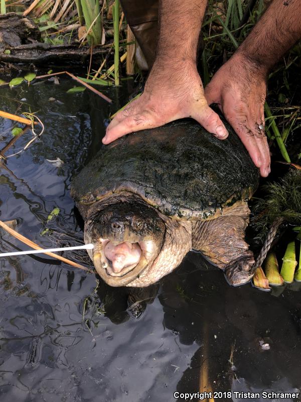 Eastern Snapping Turtle (Chelydra serpentina serpentina)