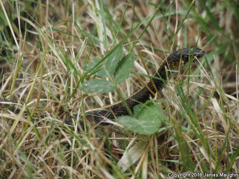 Red-Spotted Gartersnake (Thamnophis sirtalis concinnus)