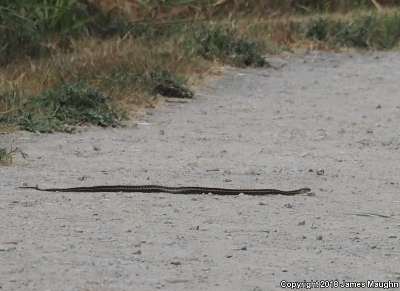 Red-Spotted Gartersnake (Thamnophis sirtalis concinnus)