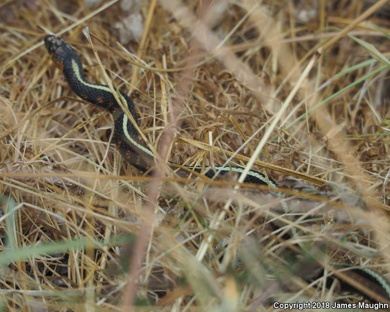 Red-Spotted Gartersnake (Thamnophis sirtalis concinnus)