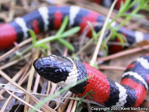 San Diego Mountain Kingsnake (Lampropeltis zonata pulchra)