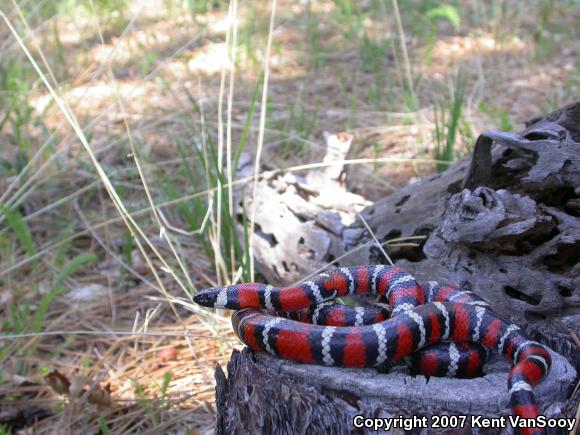 San Diego Mountain Kingsnake (Lampropeltis zonata pulchra)