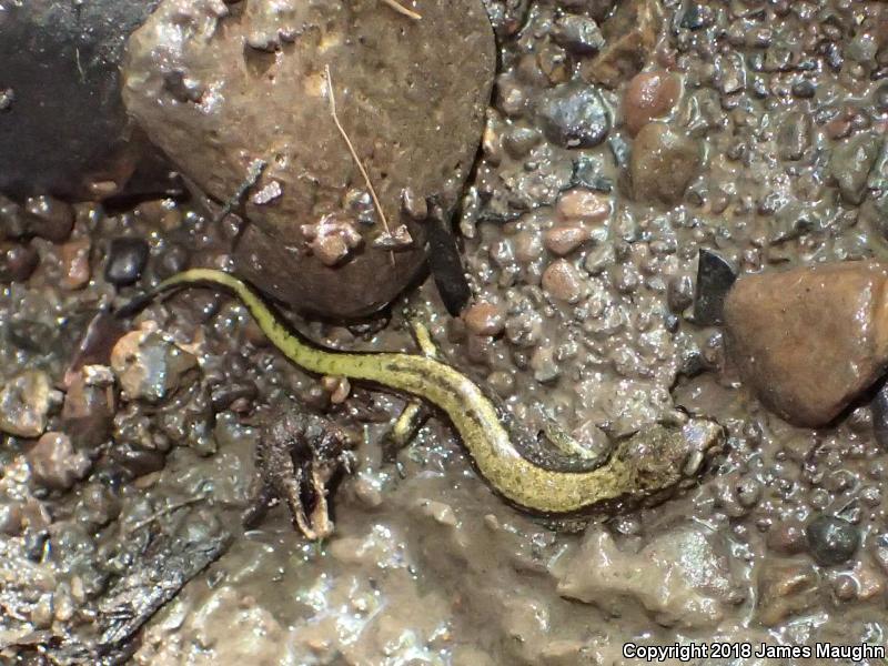 Dunn's Salamander (Plethodon dunni)