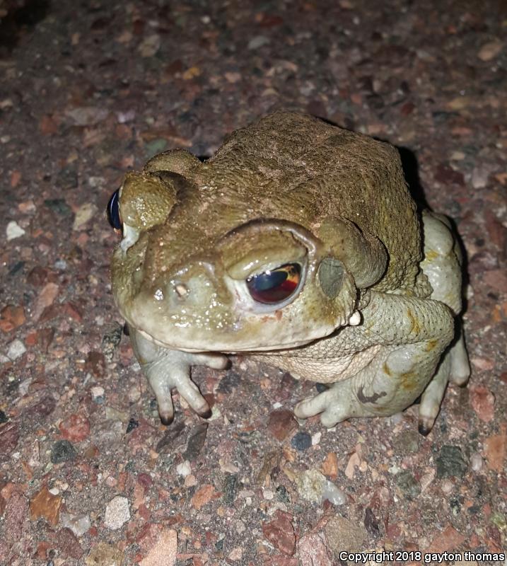 Sonoran Desert Toad (Ollotis alvaria)