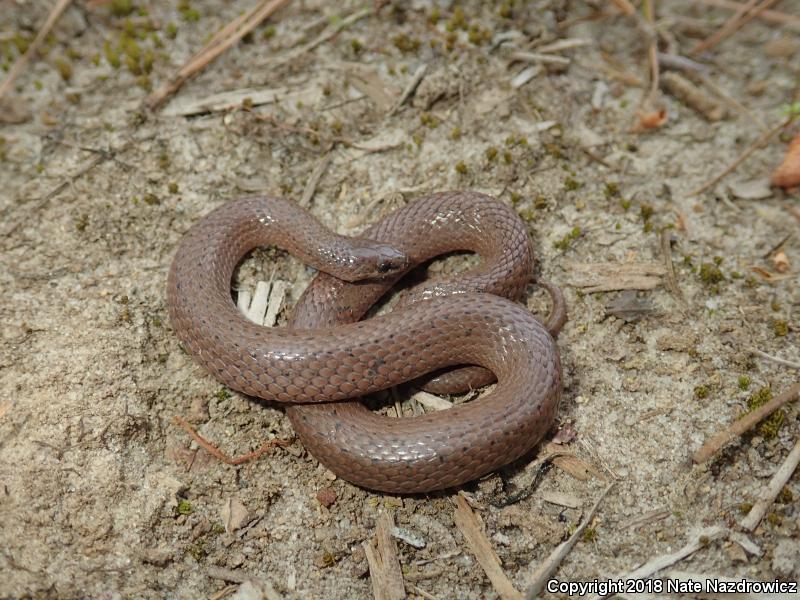 Eastern Smooth Earthsnake (Virginia valeriae valeriae)