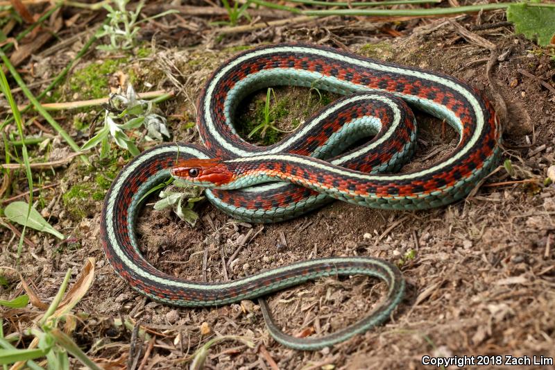 California Red-sided Gartersnake (Thamnophis sirtalis infernalis)