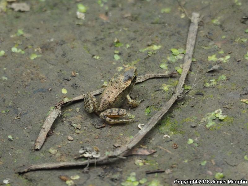 Northern Red-legged Frog (Rana aurora)