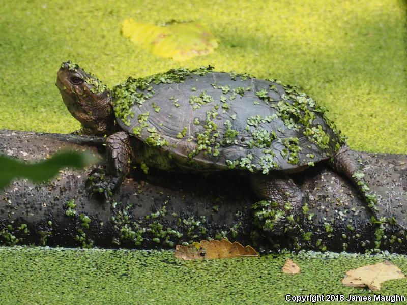 Western Pond Turtle (Actinemys marmorata)