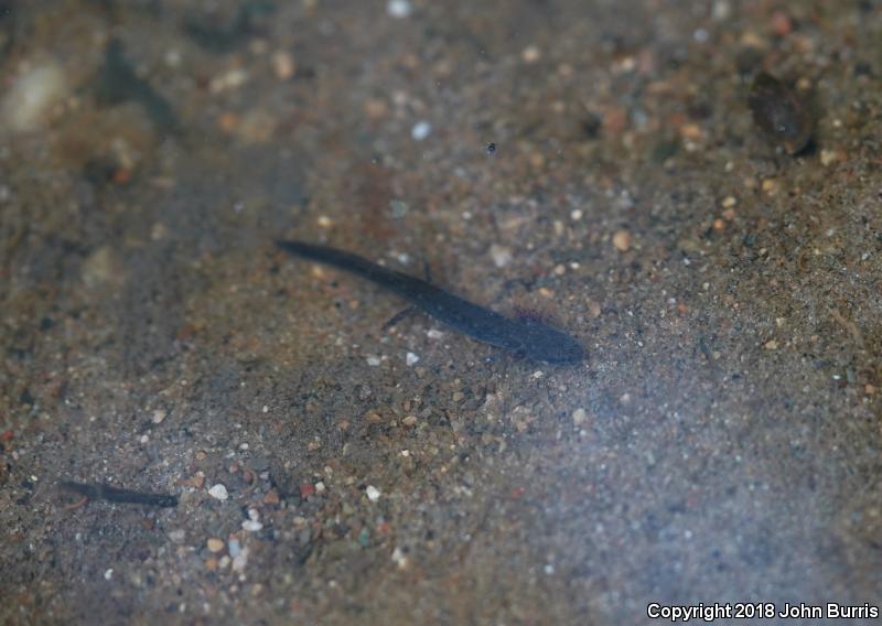 Southern Two-lined Salamander (Eurycea cirrigera)