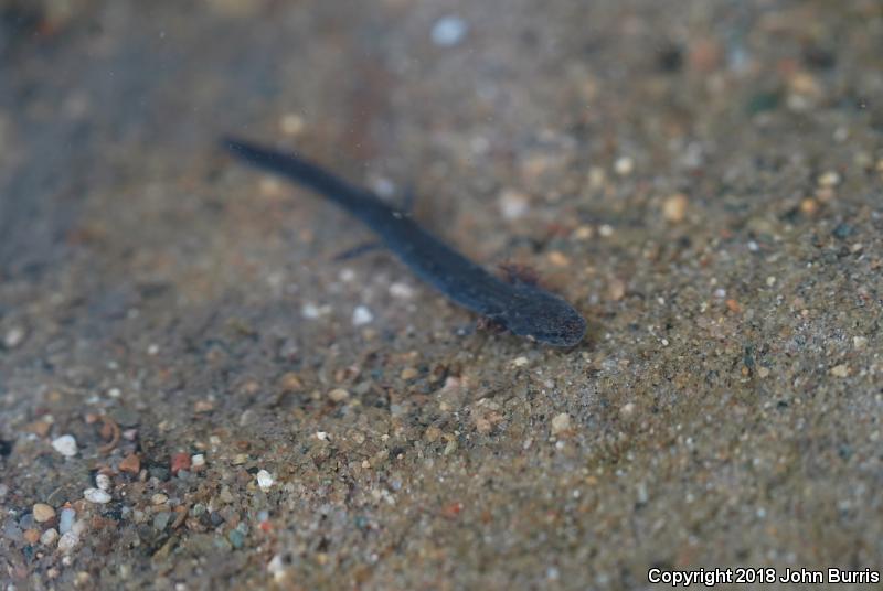 Southern Two-lined Salamander (Eurycea cirrigera)