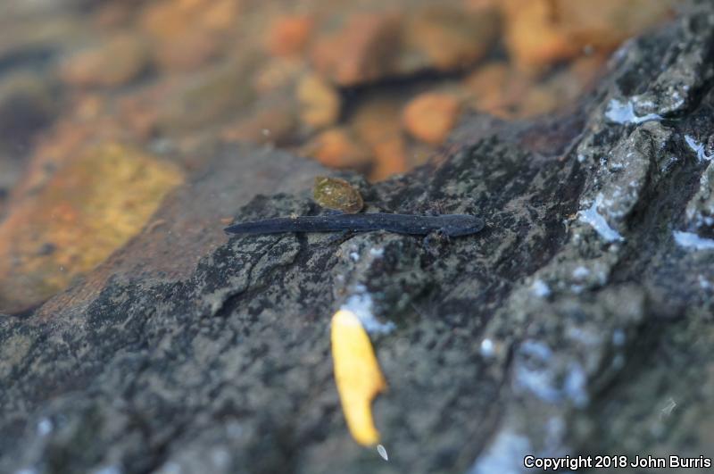 Southern Two-lined Salamander (Eurycea cirrigera)