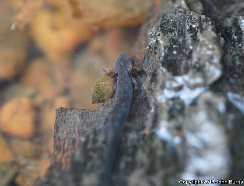 Southern Two-lined Salamander (Eurycea cirrigera)