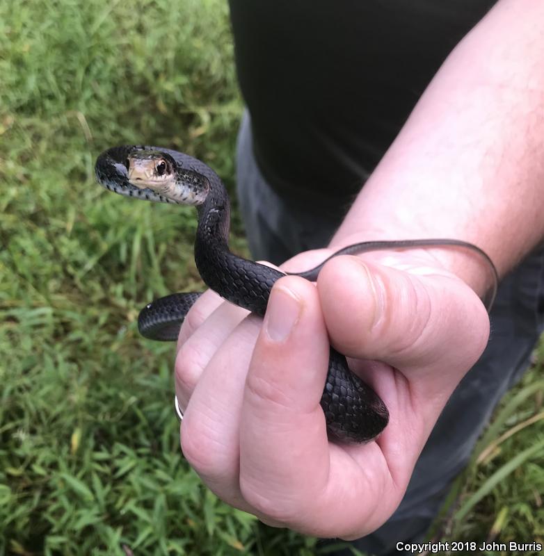 Southern Black Racer (Coluber constrictor priapus)