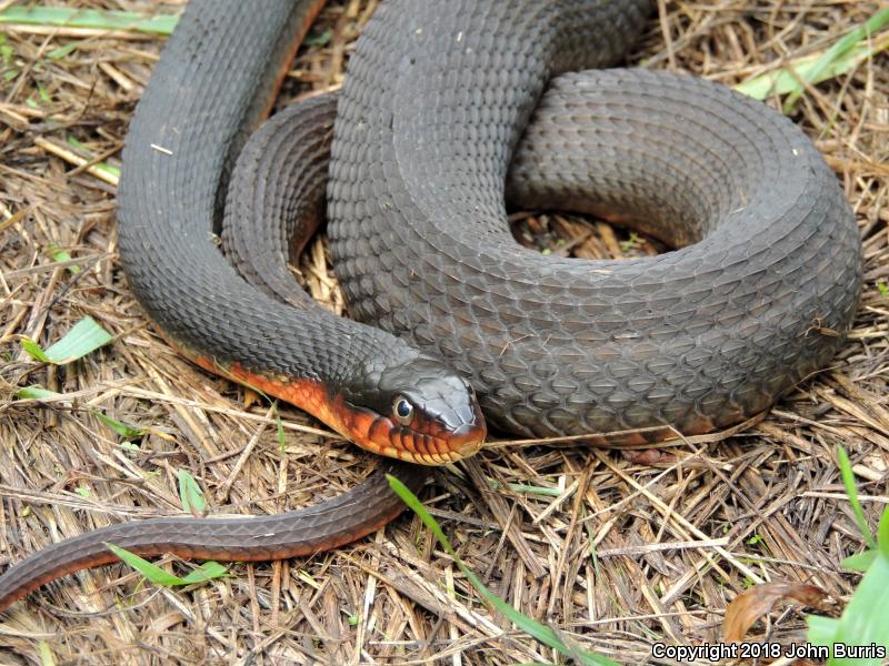 Copper-bellied Watersnake (Nerodia erythrogaster neglecta)