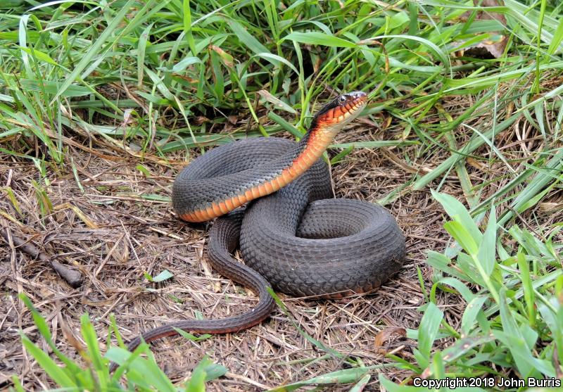 Copper-bellied Watersnake (Nerodia erythrogaster neglecta)