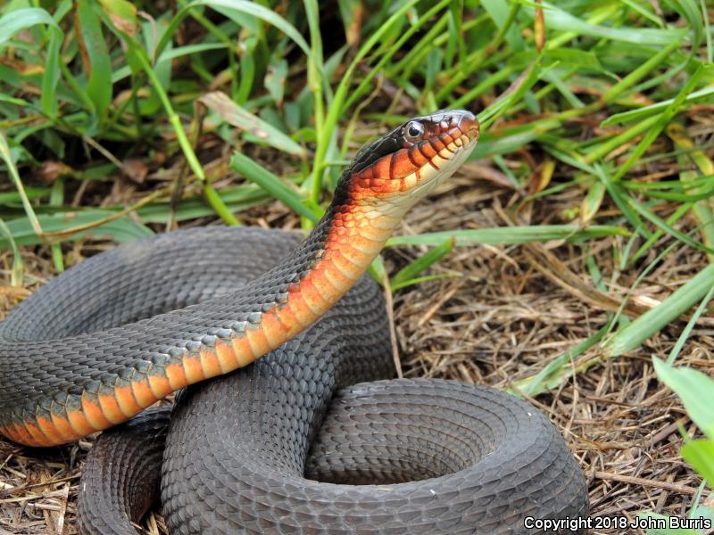 Copper-bellied Watersnake (Nerodia erythrogaster neglecta)