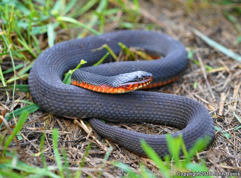 Copper-bellied Watersnake (Nerodia erythrogaster neglecta)