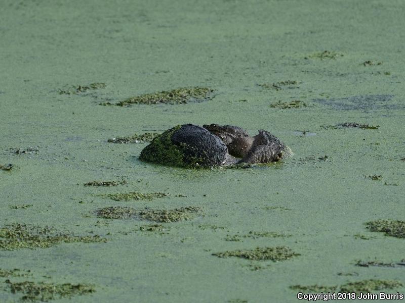 Eastern Snapping Turtle (Chelydra serpentina serpentina)