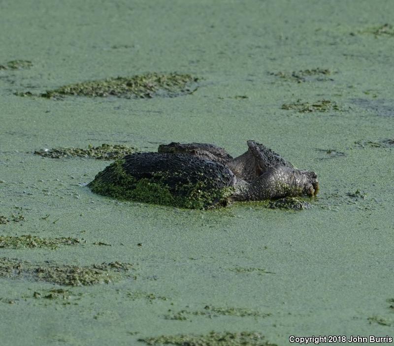 Eastern Snapping Turtle (Chelydra serpentina serpentina)