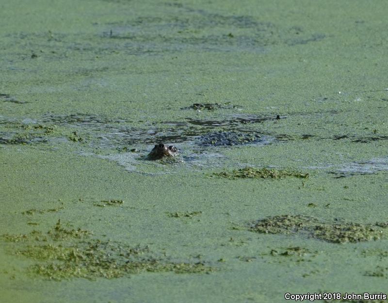 Eastern Snapping Turtle (Chelydra serpentina serpentina)