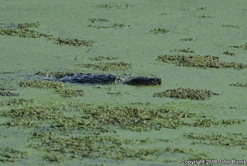 Eastern Snapping Turtle (Chelydra serpentina serpentina)