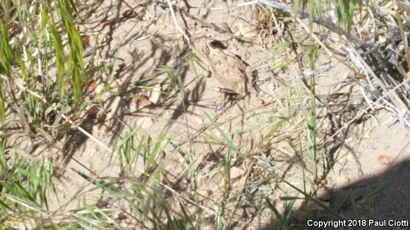 Northern Desert Horned Lizard (Phrynosoma platyrhinos platyrhinos)