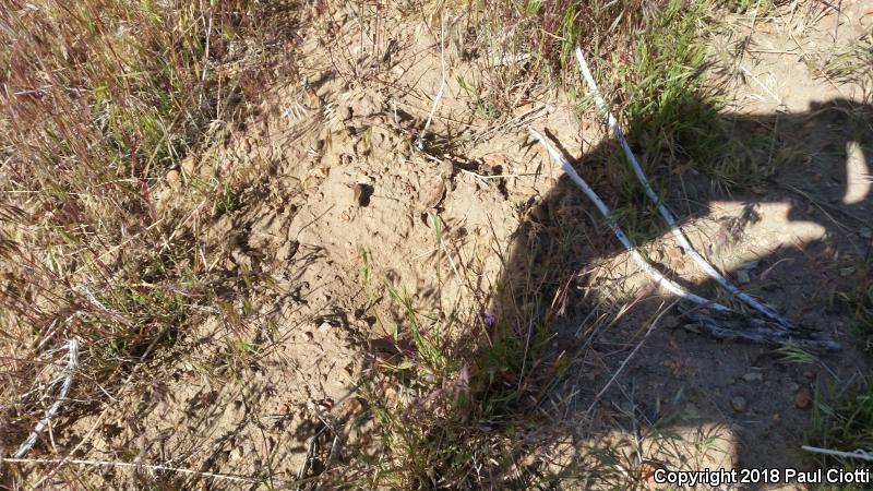 Northern Desert Horned Lizard (Phrynosoma platyrhinos platyrhinos)