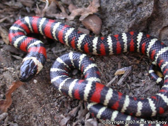 San Diego Mountain Kingsnake (Lampropeltis zonata pulchra)