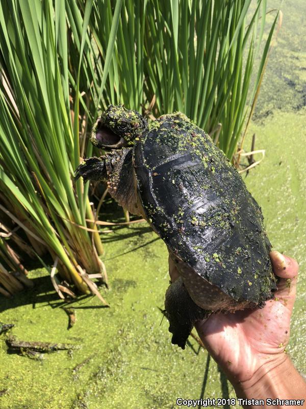 Eastern Snapping Turtle (Chelydra serpentina serpentina)