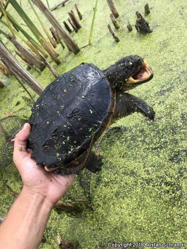 Eastern Snapping Turtle (Chelydra serpentina serpentina)