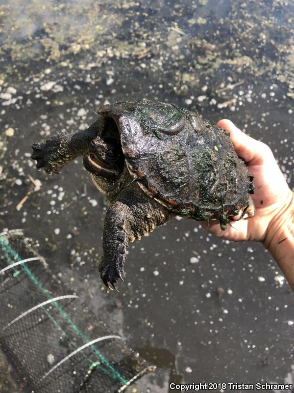 Eastern Snapping Turtle (Chelydra serpentina serpentina)