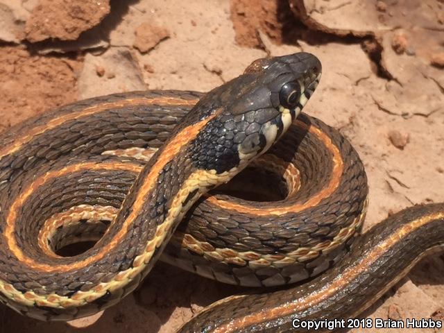 Western Black-necked Gartersnake (Thamnophis cyrtopsis cyrtopsis)