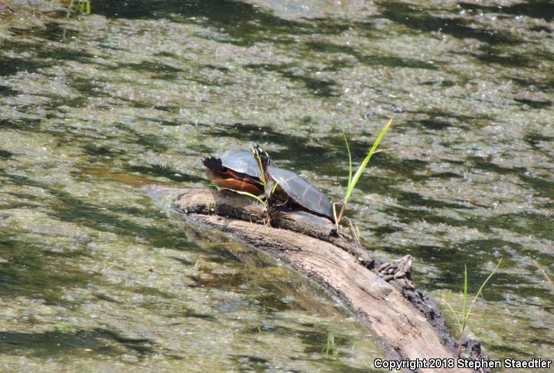 Eastern Painted Turtle (Chrysemys picta picta)