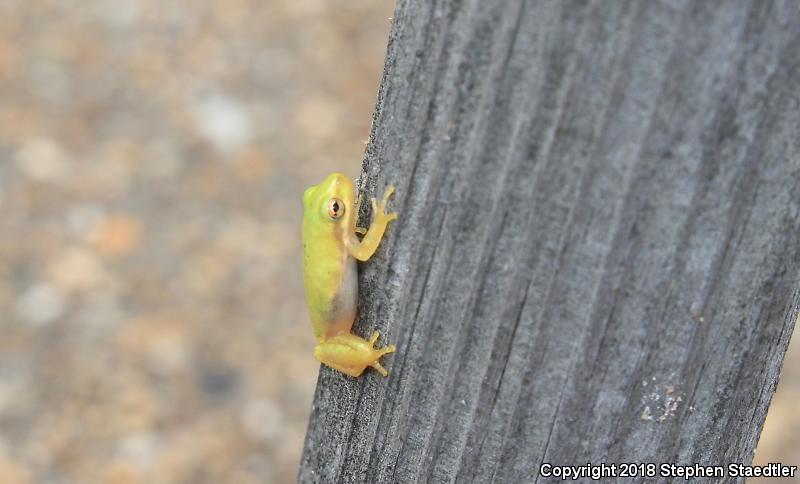 Squirrel Treefrog (Hyla squirella)